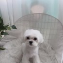 초원애견샵 이미지