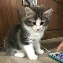 뽀시래기 이미지