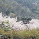 2023년 천주산(天柱山,638.8m) 진달래 축제 이미지
