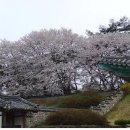 후지산의 꽃 벚꽃 이미지