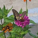 소로안펜션 이미지