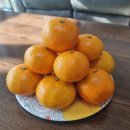 녹산농장 | 제주 귤 조생귤 10kg 감귤 택배 녹산농장 후기