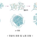 식품기술사 135회 필기시험 2-4(전분 호화/노화, 화학) 이미지