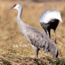 캐나다두루미(Sandhill Crane/Grus canadensis) 어린새 이미지