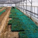 목화자원 이미지