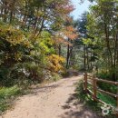 치유의 숲 이미지