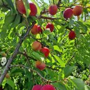 🍎🍎 맛난 산자두🍎🍎 이미지