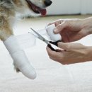 안성동물의료센터 이미지