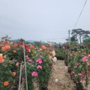 로타리 꽃농원 이미지