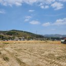 모박곡 | 230401_칠곡 매원리(매원마을) 벚꽃축제,제1회라서 아직은 좀 부족한 느낌🤔