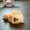 명화애견유치원 | 🍂🍁