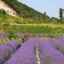 라벤더 이미지