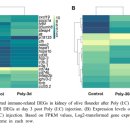 팔달로2가 22-1 ~ 팔달로2가 34-1 | Short and long-term immune effects of Poly (I:C) inkidney of Olive flounder (Paralichthys olivaceus)