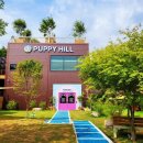 시원애견 이미지