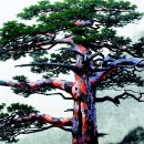 별과 소나무 이미지