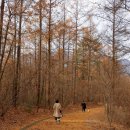 댕댕이 숲 이미지