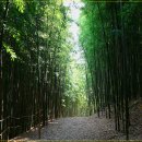 죽림원 이미지