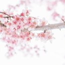 fun한 도자기 만들기(야간) | 서울 벚꽃축제 2026 일정｜석촌호수·양재천·여의도 날짜 먼저 확인하세요