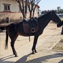 한울공원 관광휴게동 | 경기 안산/ 캠핑장에 말이 지나간다고? 대부도 베르아델 캠핑장 솔직 후기