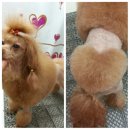 예쁜개집애