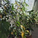 나무향기 차향기 이미지