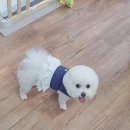 스담멍스 이미지