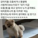 쌀강아지 Daum카페