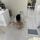 비비앤독 이미지