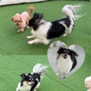 도토리 강아지 유치원 이미지