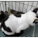 뽀송그루밍 | [7.16 유기동물봉사] 죽어야만 케이지를 나올 수 있어요...