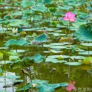 꼬마이치과의원 네이버블로그