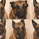 find your dog 이미지