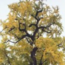 가을이 머무는 자리 ‘은행나무’ 이미지