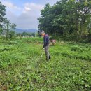 토종 단호박이 잘 크고 있어요~~ 이미지