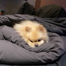 펫츠월드 이미지