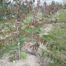 노천농장 이미지