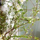 반송동273 | [동탄 꽃집] 새벽 시장 꽃으로 싱싱함 가득! 플로모네, 풍성함에 감동받은 내 돈 내산 후기!