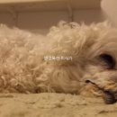 김정복동물병원 이미지