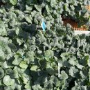 쌍둥이청과 이미지