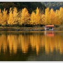 화려한 날의 오후 Daum카페