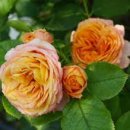 로만티카 이미지