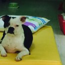 똥강아지 이미지