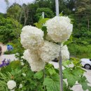 서천둔치(장군교 입구) 화장실 | 소백산 등산로 비로봉 달밭골 철쭉축제