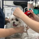 정 메디컬 동물병원 이미지