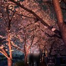 오산천 | 걷기 좋은 밤 산책 경기도 벚꽃 명소 야간 오산천 다녀온 솔직 후기_개화 상태/화장실/주차장