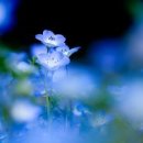 사랑을위하여 이미지