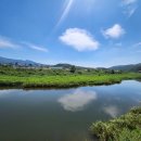 힐링독파크 이미지