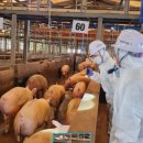 충청북도동물위생시험소 이미지