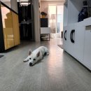 고득영동물병원 이미지