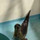 굴다리 PC | [인턴/7W] 나야_스나이퍼팩토리 UX/UI 인턴형 프로그램 8기